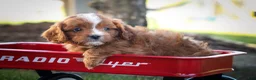 Cavapoo dogs for sale: Kyle🐾 - Ad 10