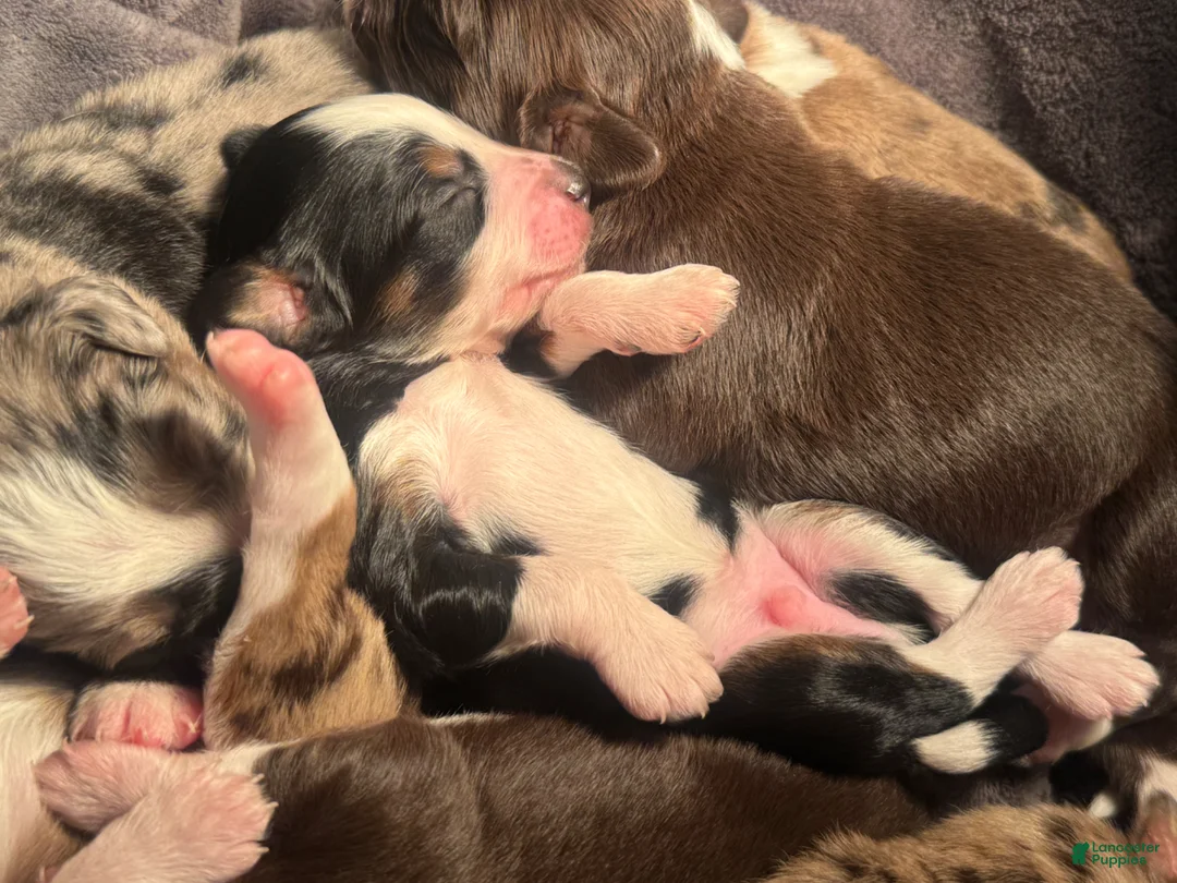 Mixed Breed dogs for sale: Aussie Mountain Doodle Avery - Ad 1