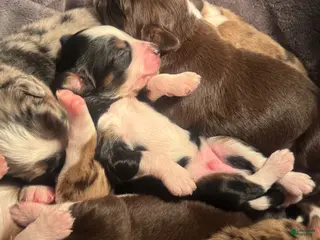 Mixed Breed dogs for sale: Aussie Mountain Doodle Avery - Ad 3