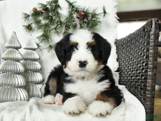 Bernedoodle dogs Dominick - Ad 39