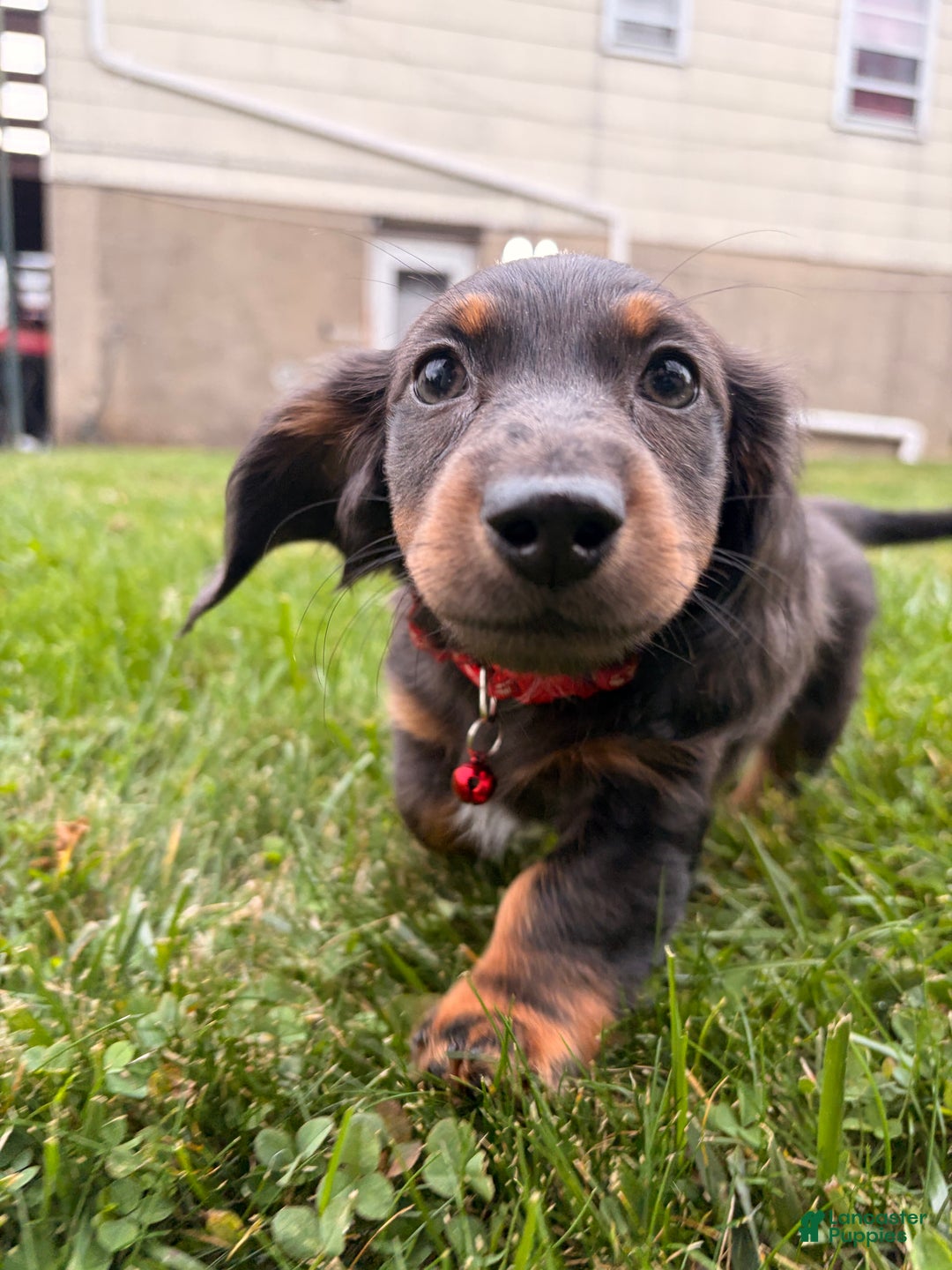 Miniature Dachshund dogs for sale: Tater - Ad 2