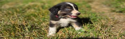 Australian Shepherd dogs for sale: Australian Shepherd Puppy 8 "Ellie" - Ad 3