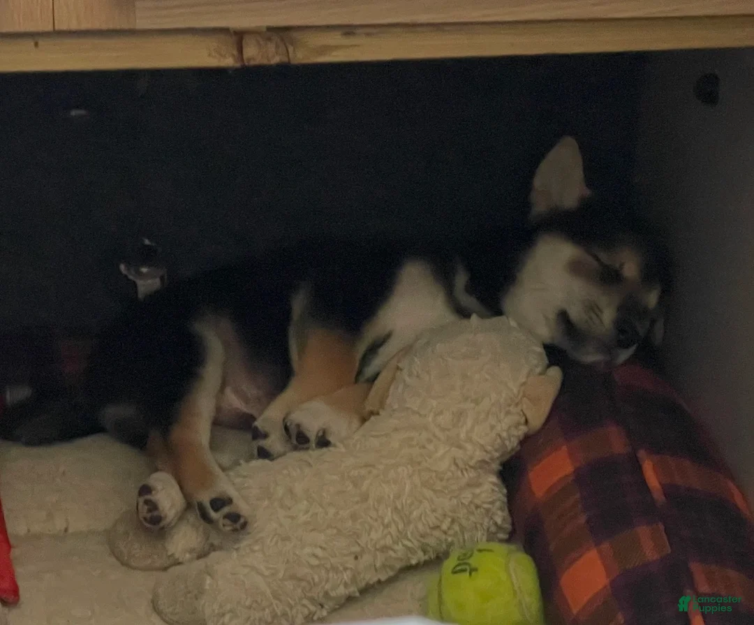 Shiba Inu dogs for sale: Shiba Inu Puppy 1 Thor - Ad 2