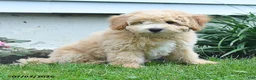 Bichpoo dogs for sale: Jade - Ad 5