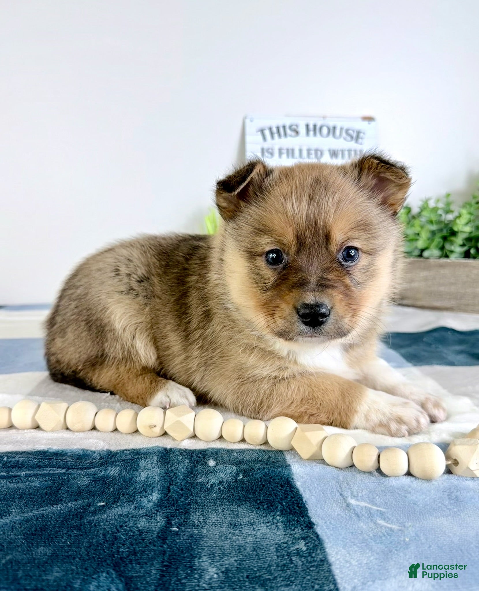 Mixed Breed dogs Peyton - Ad 12