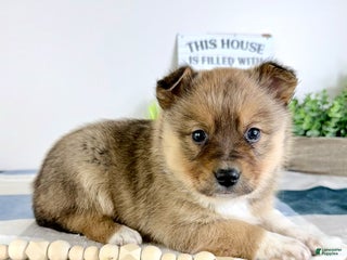 Mixed Breed dogs Peyton - Ad 11