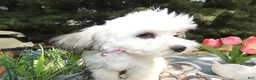 Teddy Bear dogs for sale: Teddy Bear 3 Trena - Ad 3