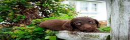 Dachshund dogs for sale: Chorizo - Ad 2