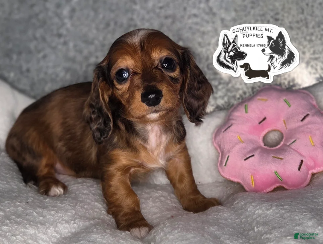 Miniature Dachshund dogs for sale: Fay - Ad 2