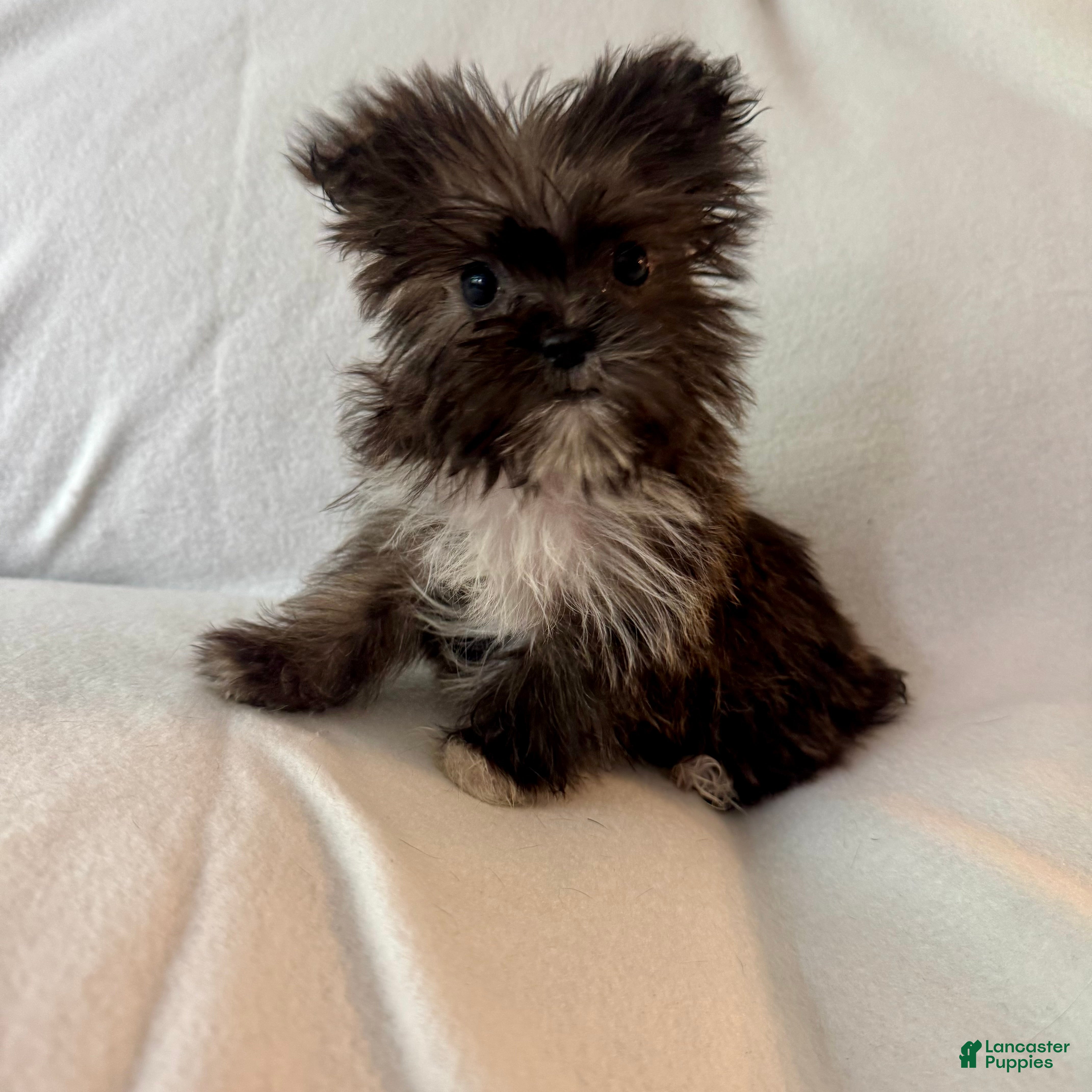 Shorkie dogs Sally - Ad 25