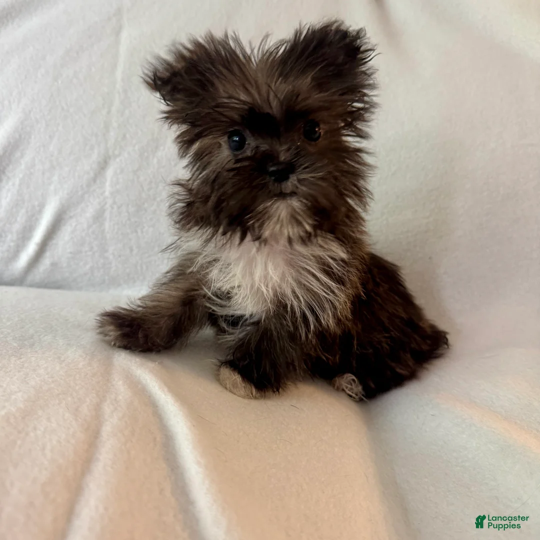 Shorkie dogs for sale: Sally - Ad 1