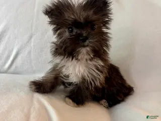 Shorkie dogs Sally - Ad 31