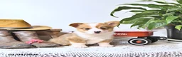 Welsh Corgi Pembroke dogs for sale: Buddy - Ad 1