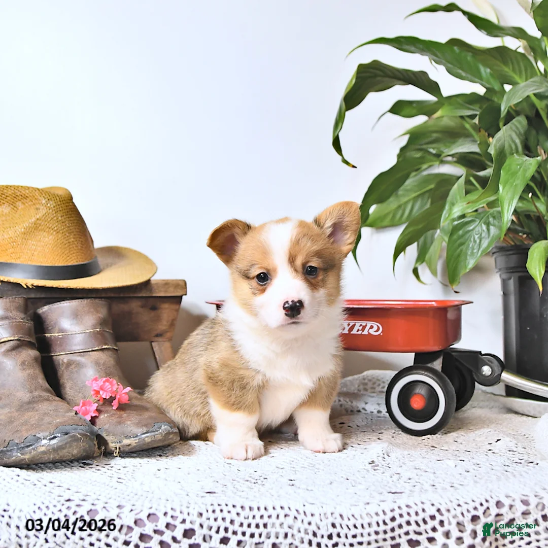 Welsh Corgi Pembroke dogs for sale: Buddy - Ad 1