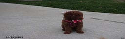 Toy Poodle dogs for sale: Paige - Ad 2