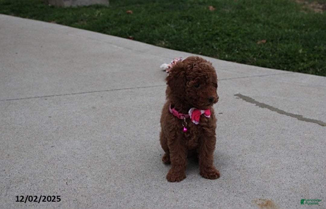 Toy Poodle dogs for sale: Paige - Ad 2