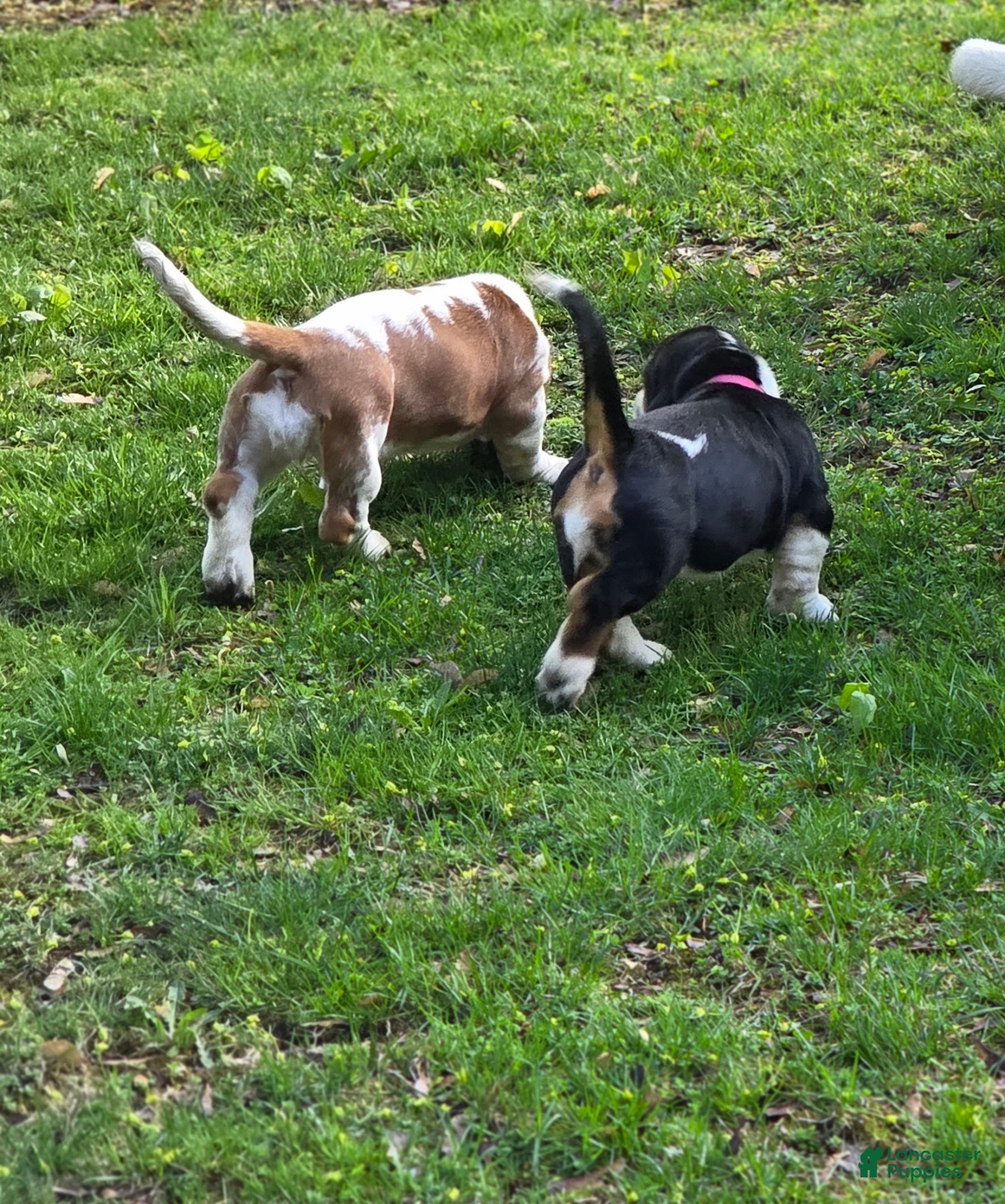 Basset Hound dogs Basset Hound Puppy 10 - Ad 8