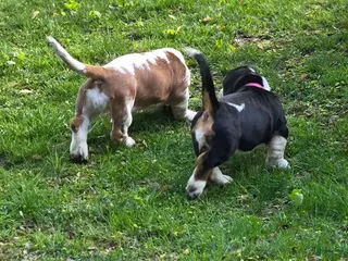 Basset Hound dogs Basset Hound Puppy 10 - Ad 8