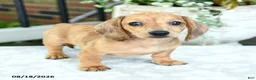 Miniature Dachshund dogs for sale: Tessa - Ad 4