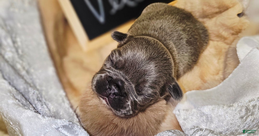 French Bulldog dogs for sale: Velour AKC Fluffy Carrier  - Ad 17