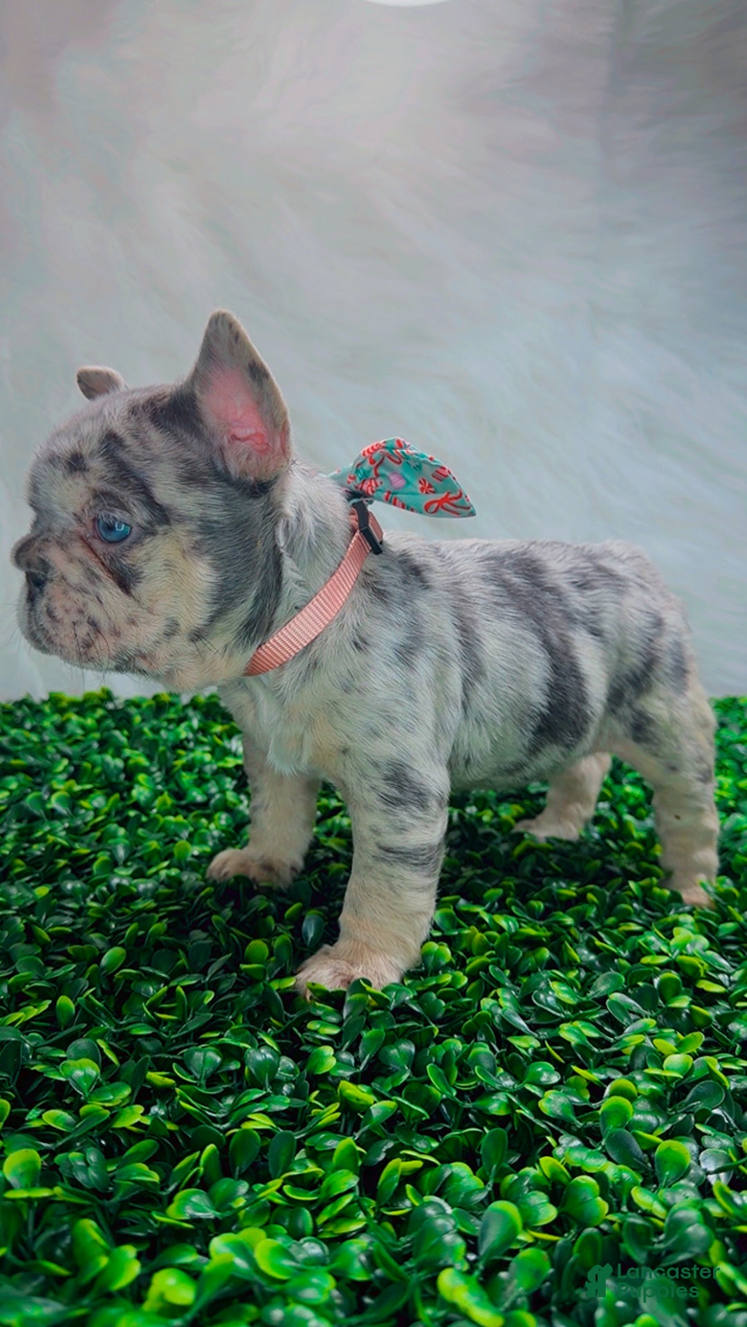 French Bulldog dogs for sale: TRIXIE - Ad 6