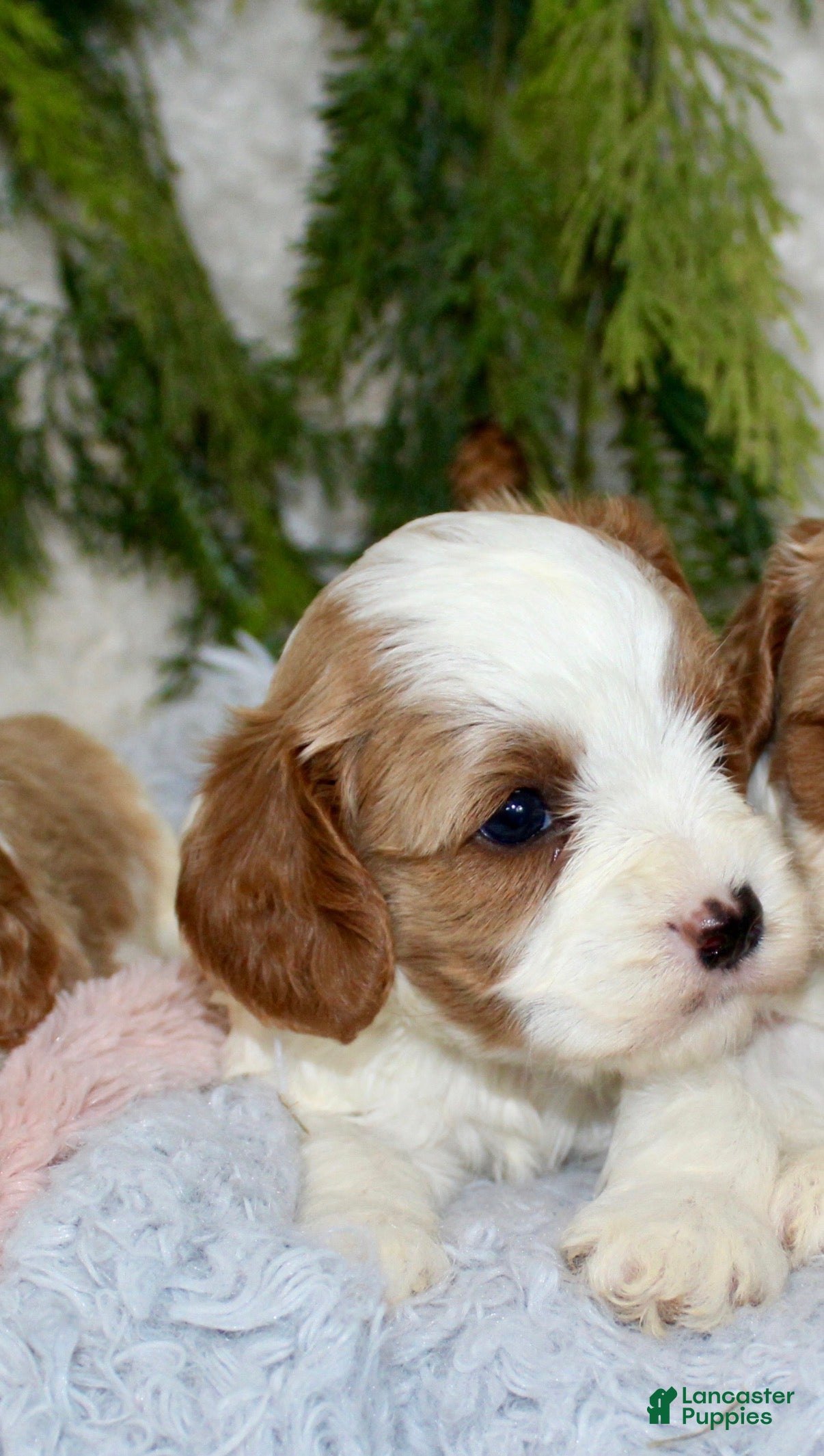 Cavapoo dogs Cavapoo 2 - Ad 17