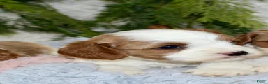 Cavapoo 2
