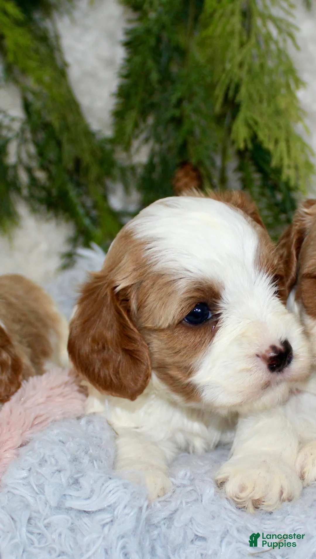 Cavapoo dogs for sale: Cavapoo 2 - Ad 1