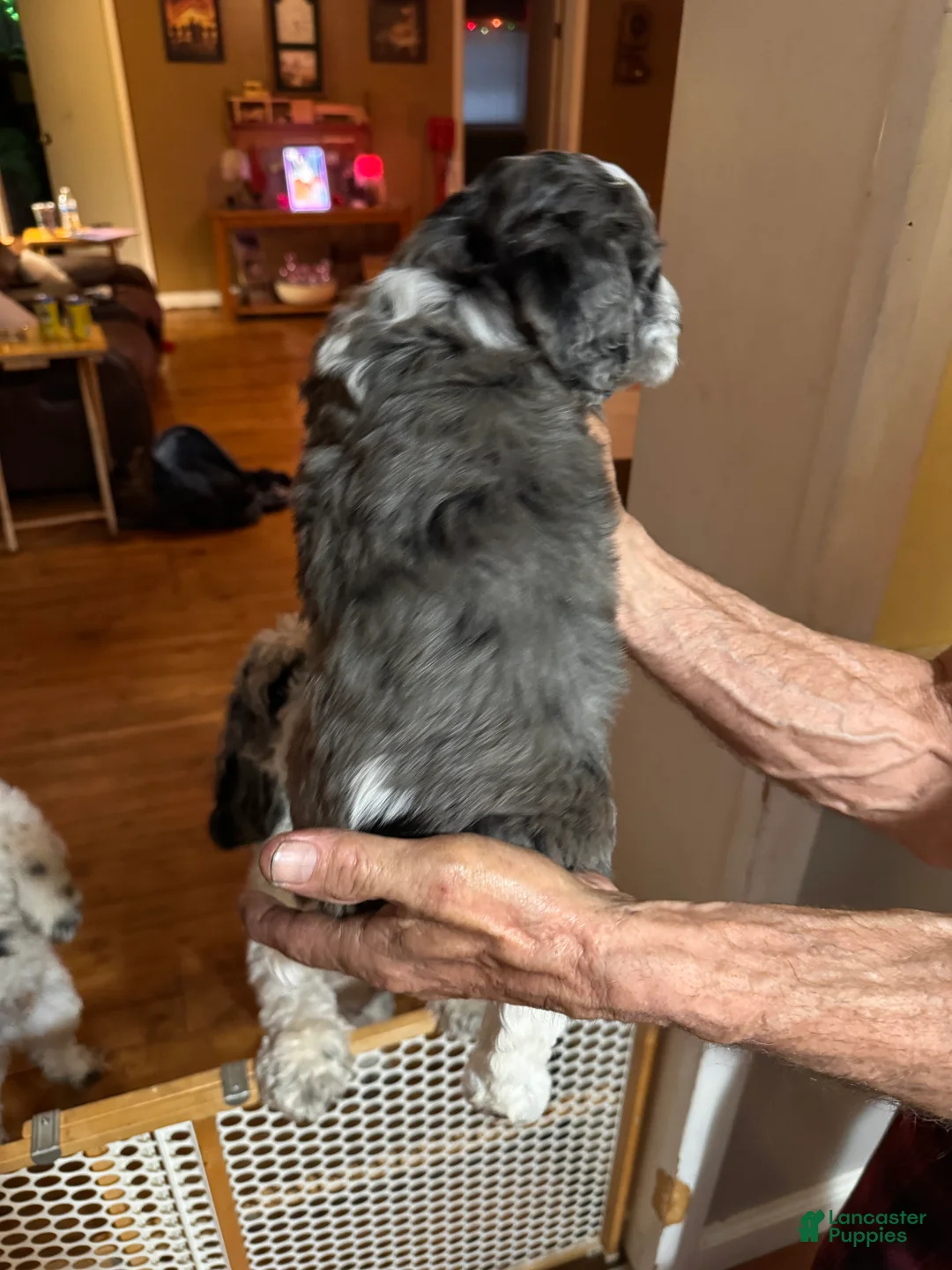 Cockapoo dogs for sale: Cockapoo Puppy 1 - Ad 2