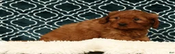 Cavapoo dogs for sale: Barney - Ad 6