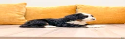 Mini Bernedoodle dogs for sale: Hope - Ad 3