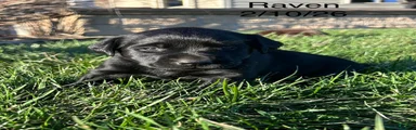 Raven-Labrador Retriever Puppy 