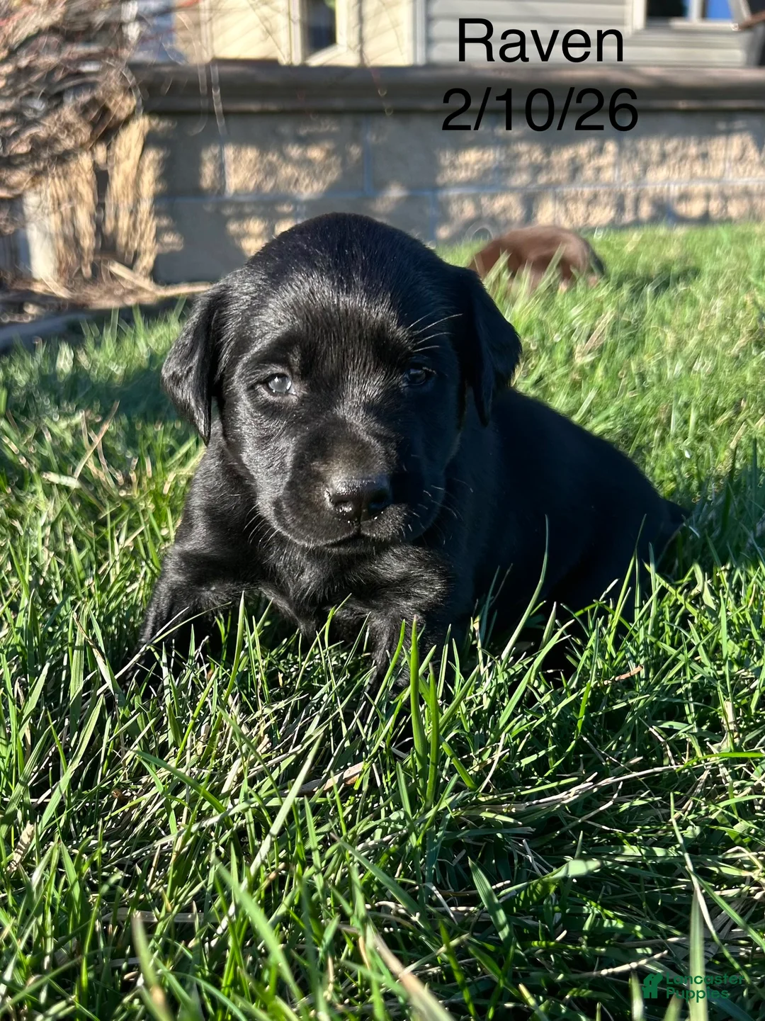Labrador Retriever dogs for sale: Raven-Labrador Retriever Puppy  - Ad 1