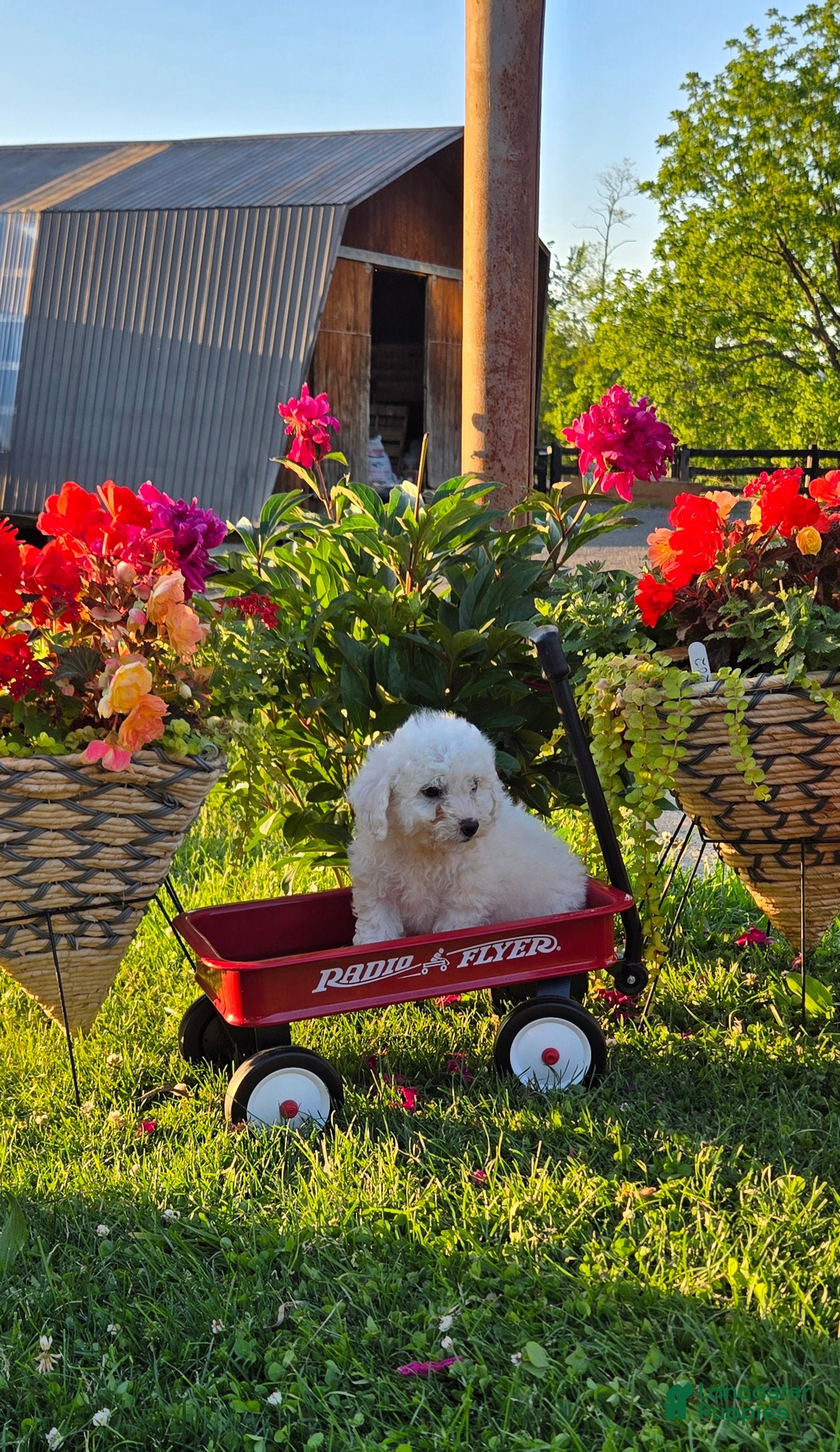 Bichon Frise dogs Toby - Ad 2