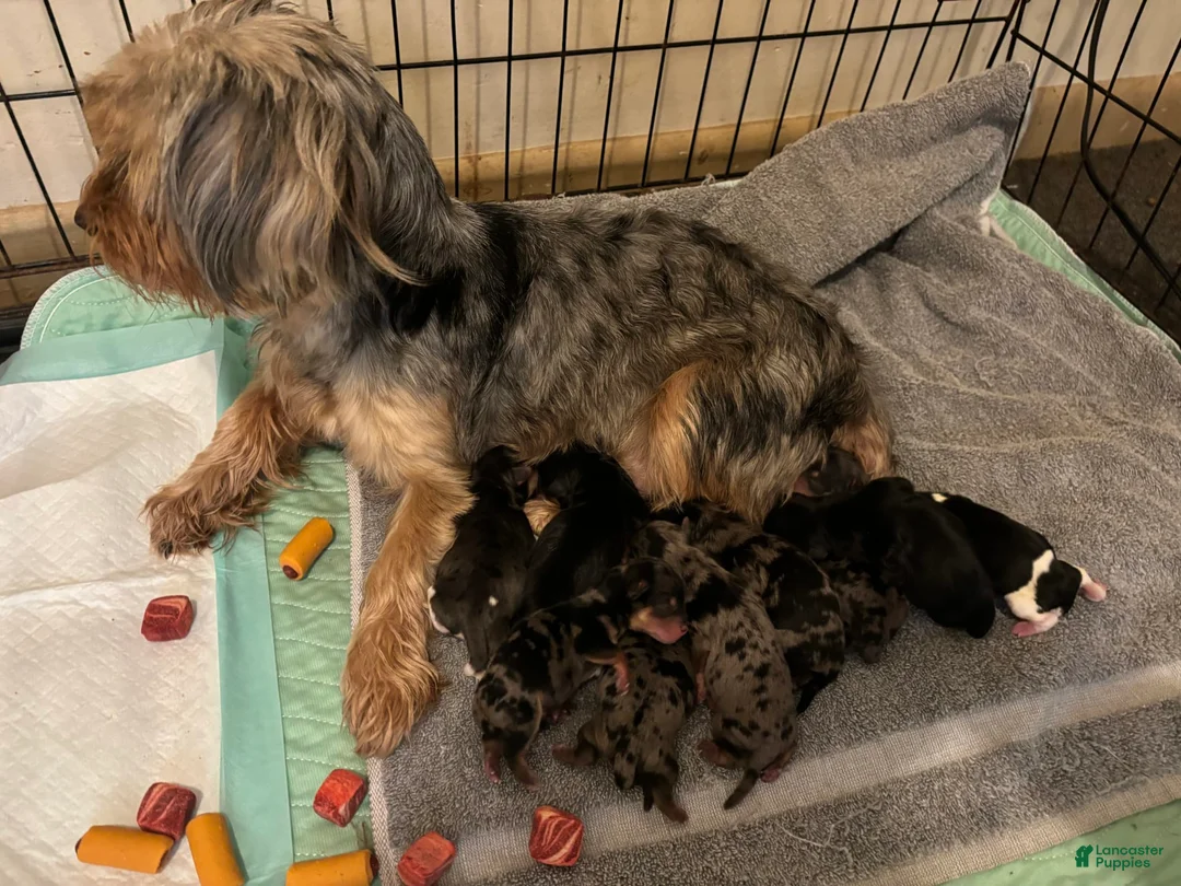 Gallery Image {{count}}