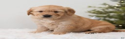 Golden Retriever dogs for sale: Holiday  - Ad 3
