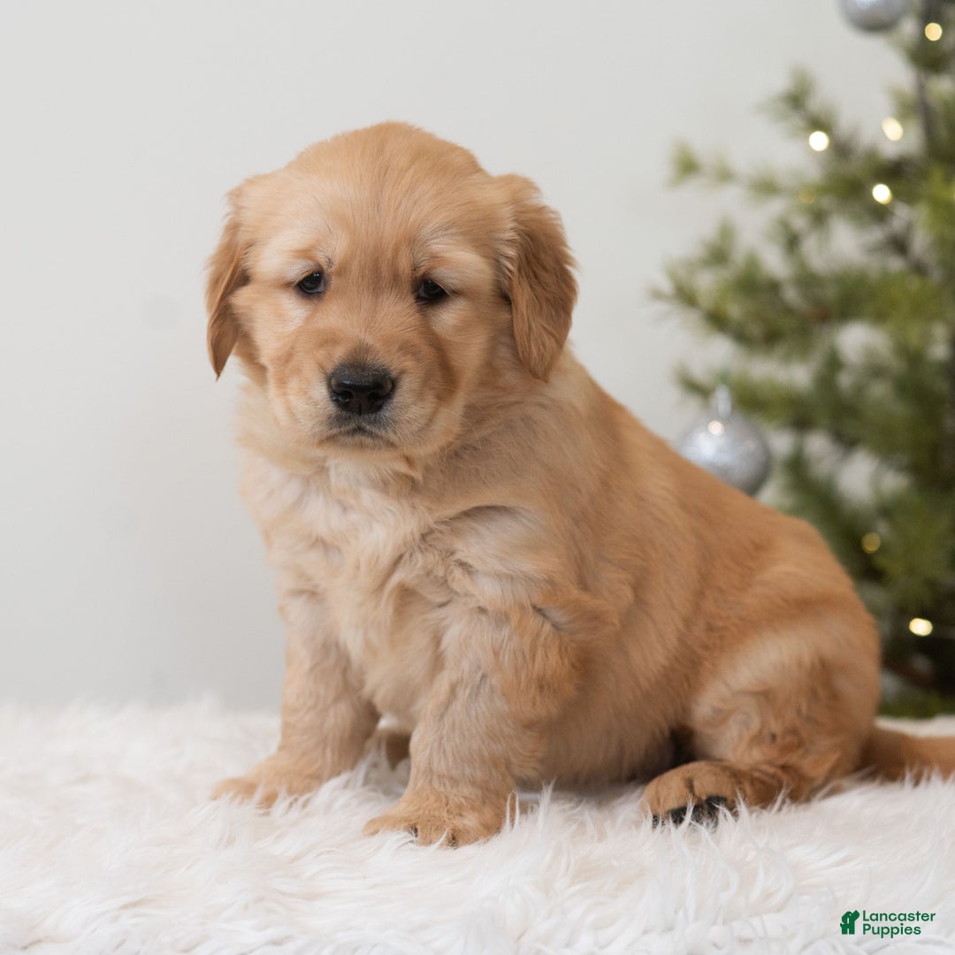 Golden Retriever dogs for sale: Holiday  - Ad 3