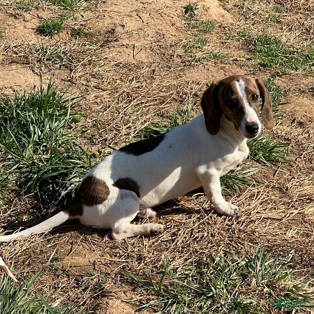 Dachshund dogs for sale: Mavrik - Ad 2