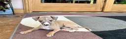 Italian Greyhound dogs for sale: Fawn male Italian Greyhound Puppy 1 - Ad 9