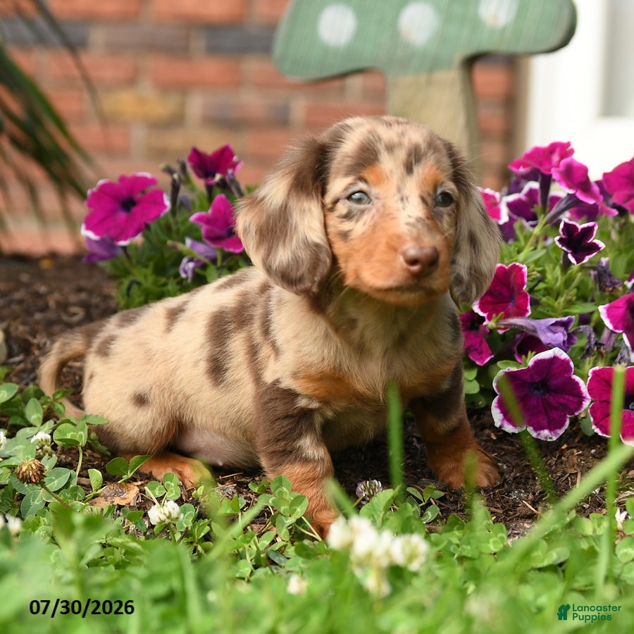 Miniature Dachshund dogs Dixie - Ad 1