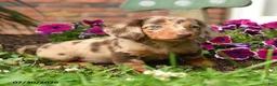 Miniature Dachshund dogs for sale: Dixie - Ad 1