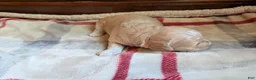 Mini Goldendoodle dogs for sale: Reggie - Ad 3