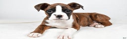 Boxer dogs for sale: Amber - Ad 4