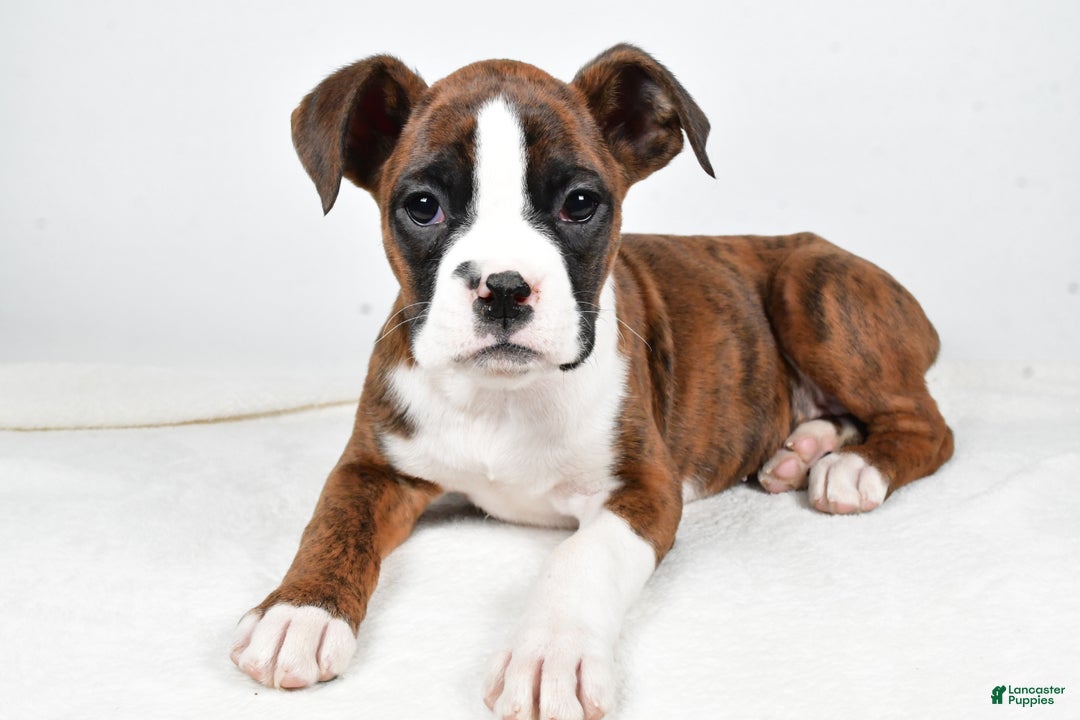 Boxer dogs for sale: Amber - Ad 4