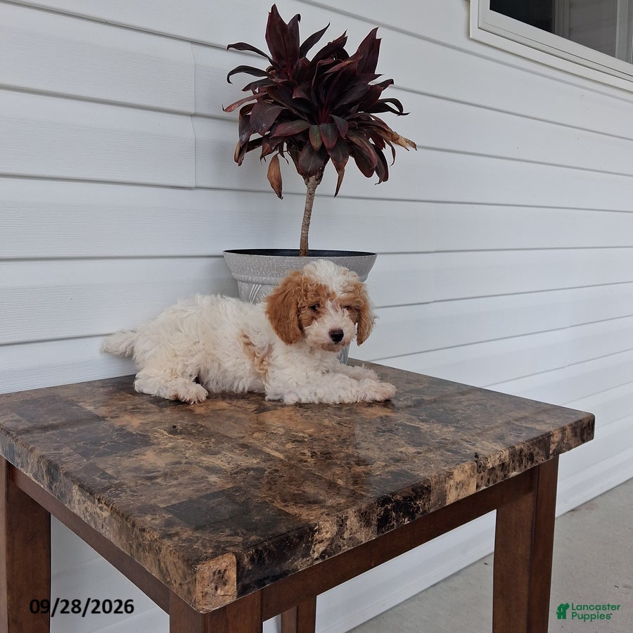 Miniature Poodle dogs for sale: Abby - Ad 4