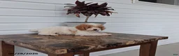 Miniature Poodle dogs for sale: Abby - Ad 1