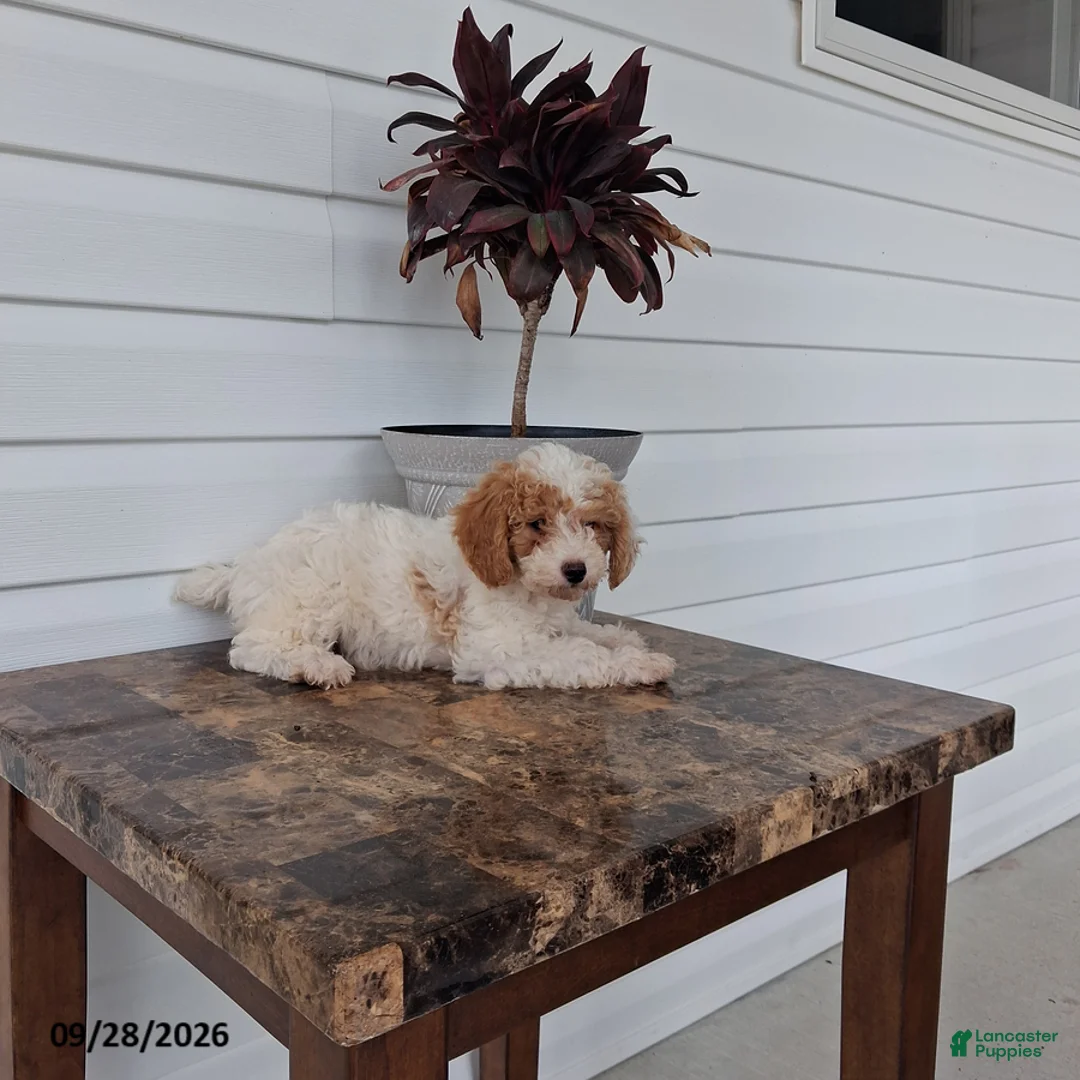Miniature Poodle dogs for sale: Abby - Ad 1
