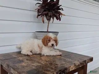 Miniature Poodle dogs Abby - Ad 10