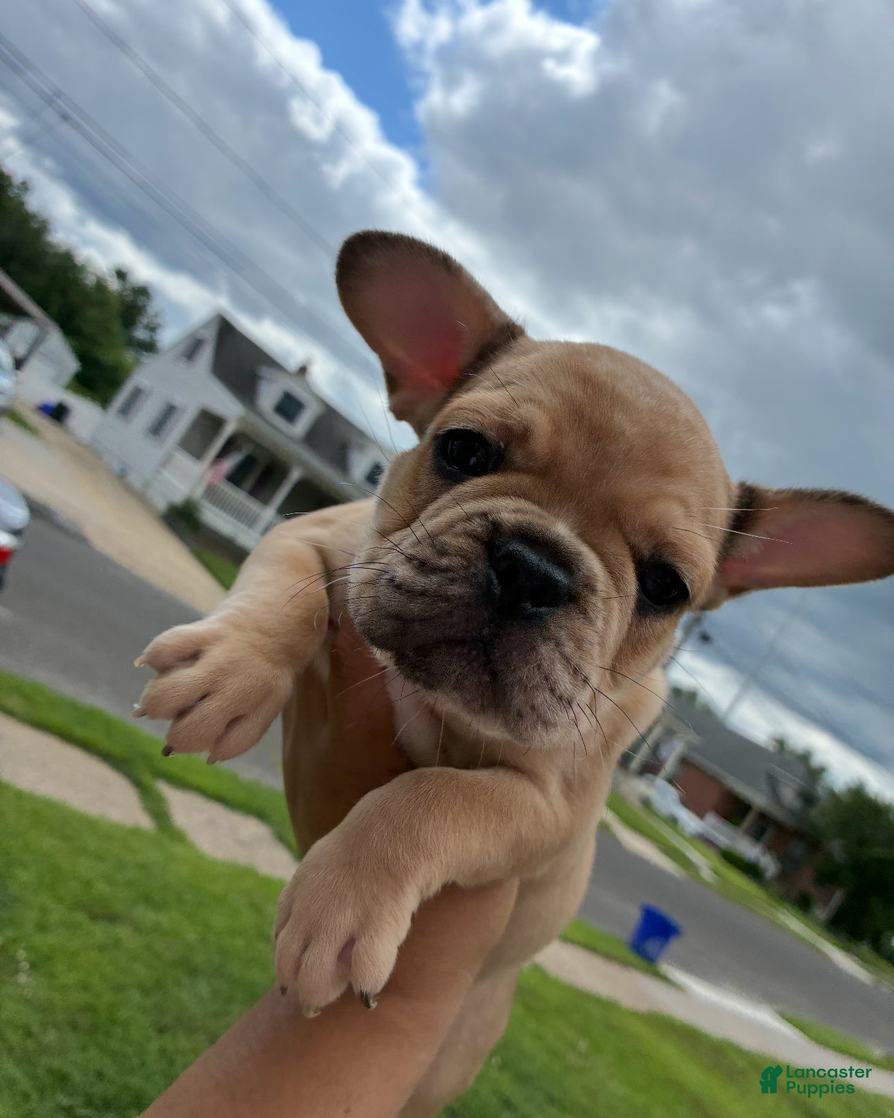 French Bulldog dogs French Bulldog 3 - Ad 39