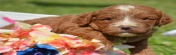 Cavapoo dogs for sale: Coco Cavapoo 1 - Ad 2